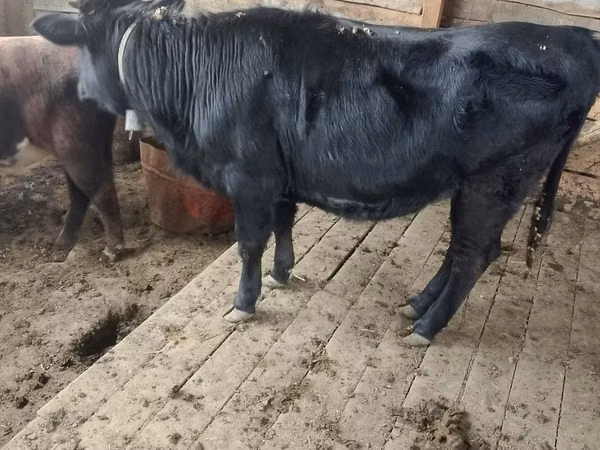Cattle (batch, sex not specified), Aberdeen-Angus