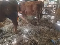 Toro, Vaca Limousin — foto 2