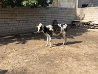 Bovinos (lote, sexo no especificado), Russian Black pied cattle — foto 2