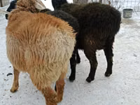 公羊, Sheep — 照片 1