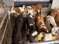 牛只（批次，未指定性别）, Simmental cattle — 照片 6