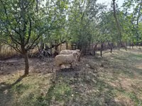 मेढ़ा, Tsigai sheep — फ़ोटो 1
