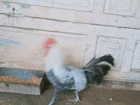 بريكيل — الصورة 1