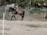 घोड़ी, Polish pony — फ़ोटो 3