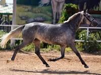 Yegua, Caballos — foto 3