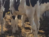 Bulle, Russian Black pied cattle — Foto 7