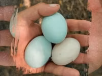Araucana — Foto 2