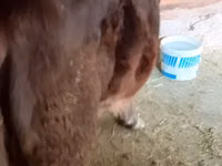 Bulle, Rinder — Foto 7