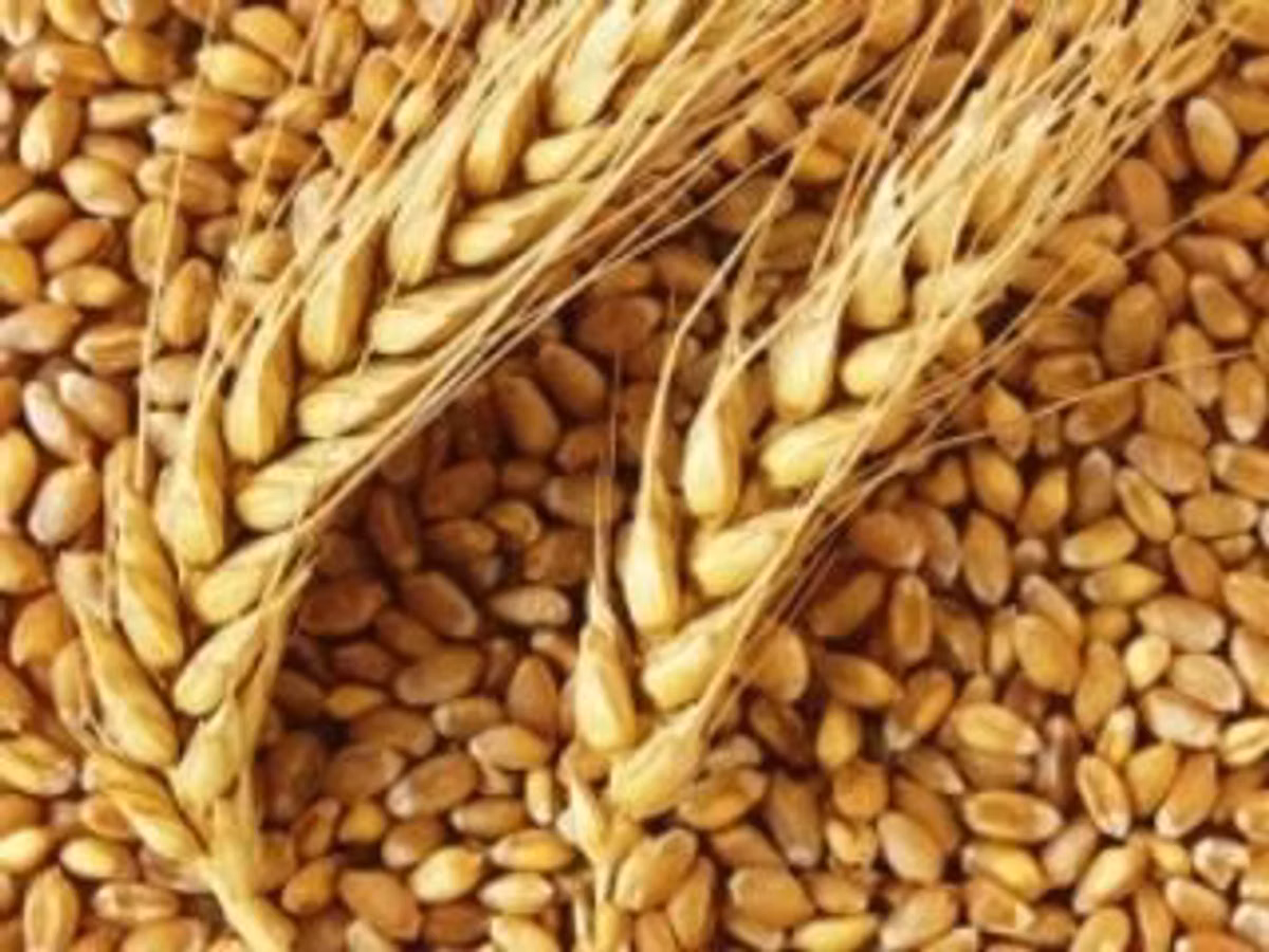 Vind griu-orz in saci cu 4,0 lei/kg-orhei