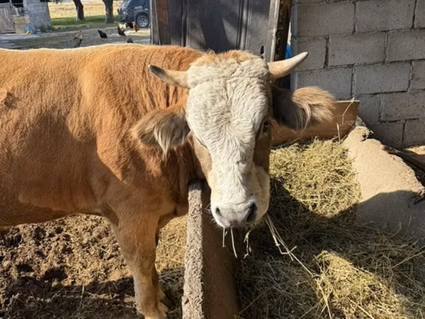 ثور, Simmental cattle