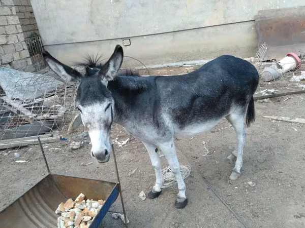Caballos (lote, sexo no especificado), Caballos