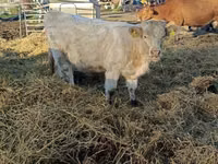 母牛, Charolais cattle — 照片 5