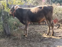 सांड, Swiss cattle — फ़ोटो 3