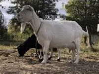 बकरी, Saanen goat — फ़ोटो 2