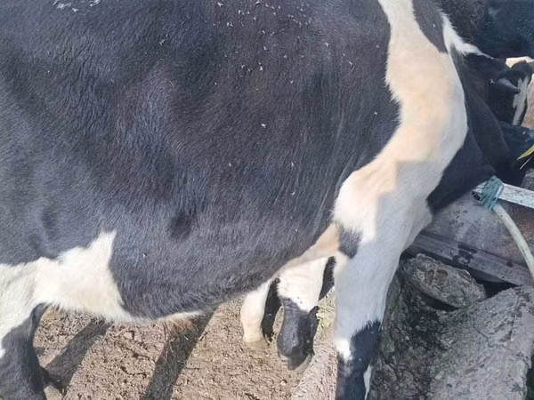 ثور, Russian Black pied cattle
