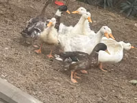 Ducks — photo 2
