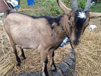عنزة, Alpine goat — الصورة 5