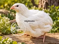 Quails — 照片 1