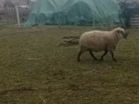 Хуц, Shroshire sheep — 3 зураг