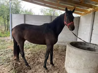Caballo, Caballos — foto 3