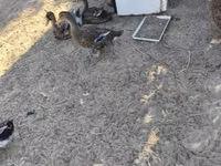Ducks — फ़ोटो 2