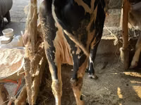 Bulle, Simmental cattle — Foto 3