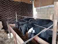 Schafe (Partie, Geschlecht nicht angegeben), Blackheaded Persian sheep — Foto 2
