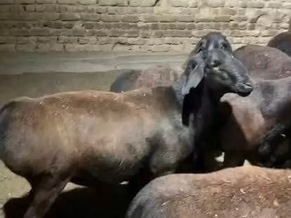 Хонь, Hissar sheep