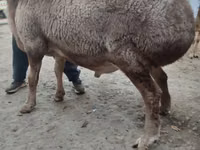 كبش, Rhon sheep — الصورة 8