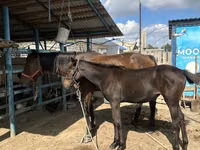 母马, Thoroughbred horse — 照片 3