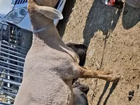 Schaf, Edilbay sheep — Foto 2