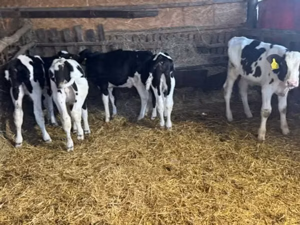 Бух, Russian Black pied cattle