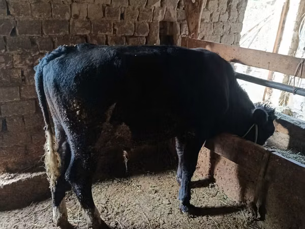 Bulle, Aberdeen-Angus