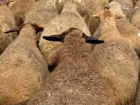 Sheep, Sheep — photo 2