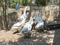 कुबान — फ़ोटो 2