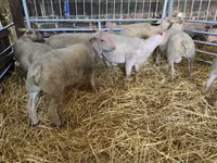 Sheep, Charollais sheep — photo 5