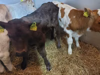 Cattle (batch, sex not specified), Simmental cattle — photo 1