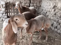Carnero, Arashan sheep — foto 1