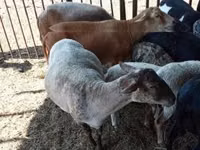Sheep, Sheep — photo 1