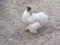 Дани тахиа — 3 зураг