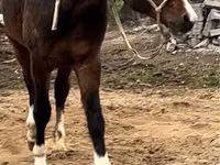 घोड़ा, Arabian horse — फ़ोटो 3