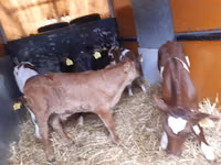 Bull, Limousin cow — photo 1