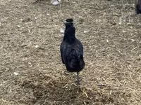 Chickens — الصورة 5