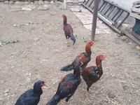 Chickens — फ़ोटो 2