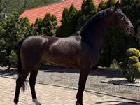 Адуу, Dutch warmblood horse — 5 зураг