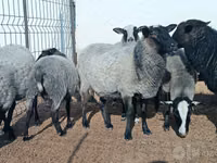 भेड़, Romanov sheep — फ़ोटो 3
