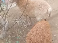 نعجة, الأغنام — الصورة 2