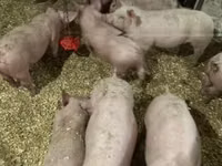 Cerdos (lote, sexo no especificado) — foto 3