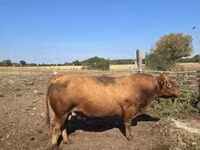 公牛, Aberdeen-Angus — 照片 2