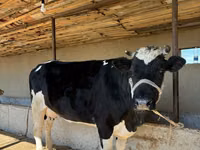 Cow, Russian Black pied cattle — photo 8